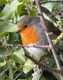 Local Nature Recovery Strategy