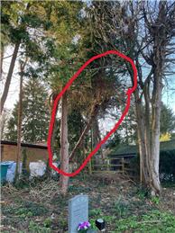 Unsafe tree in Rectory Gardens Cemetery